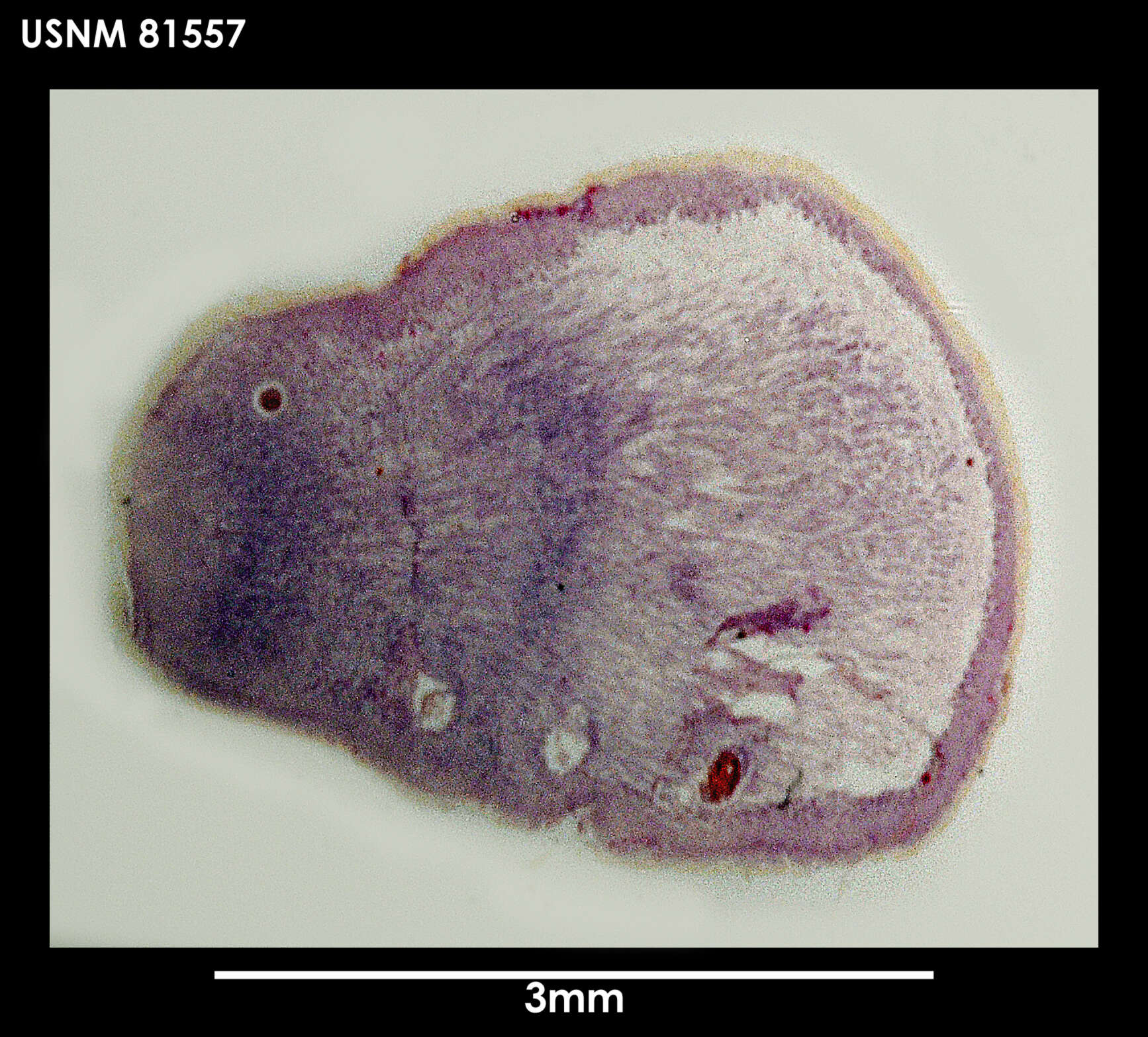 Image of Parborlasia fueguina Serna de Esteban & Moretto 1968