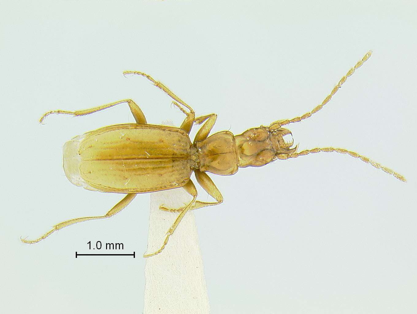 Pseudanophthalmus hortulanus Barr 1965的圖片