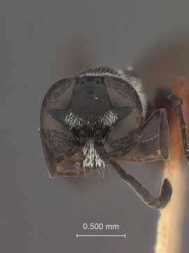 Image de Trypoxylon sibuyanense Tsuneki 1980