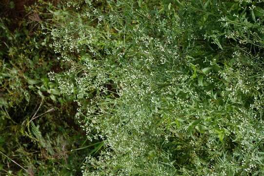 Image of Santa Maria feverfew