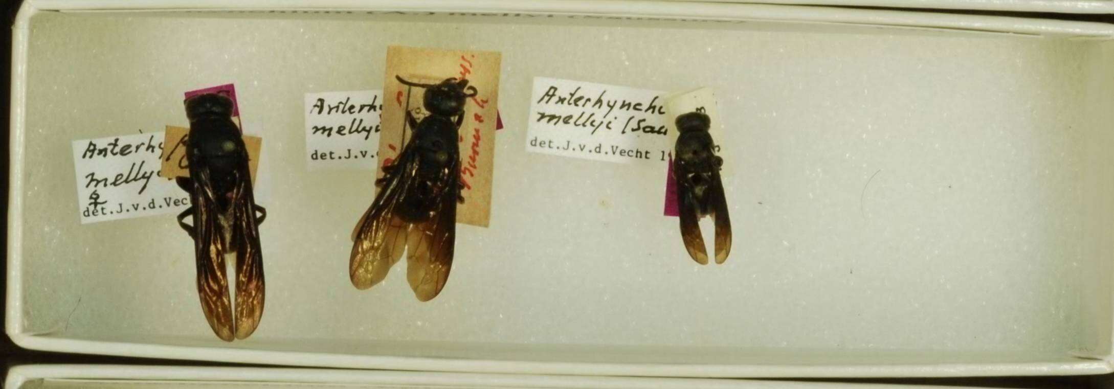 Image of Anterhynchium mellyi (de Saussure 1853)