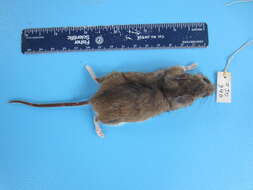 Image of White-footed Deermouse