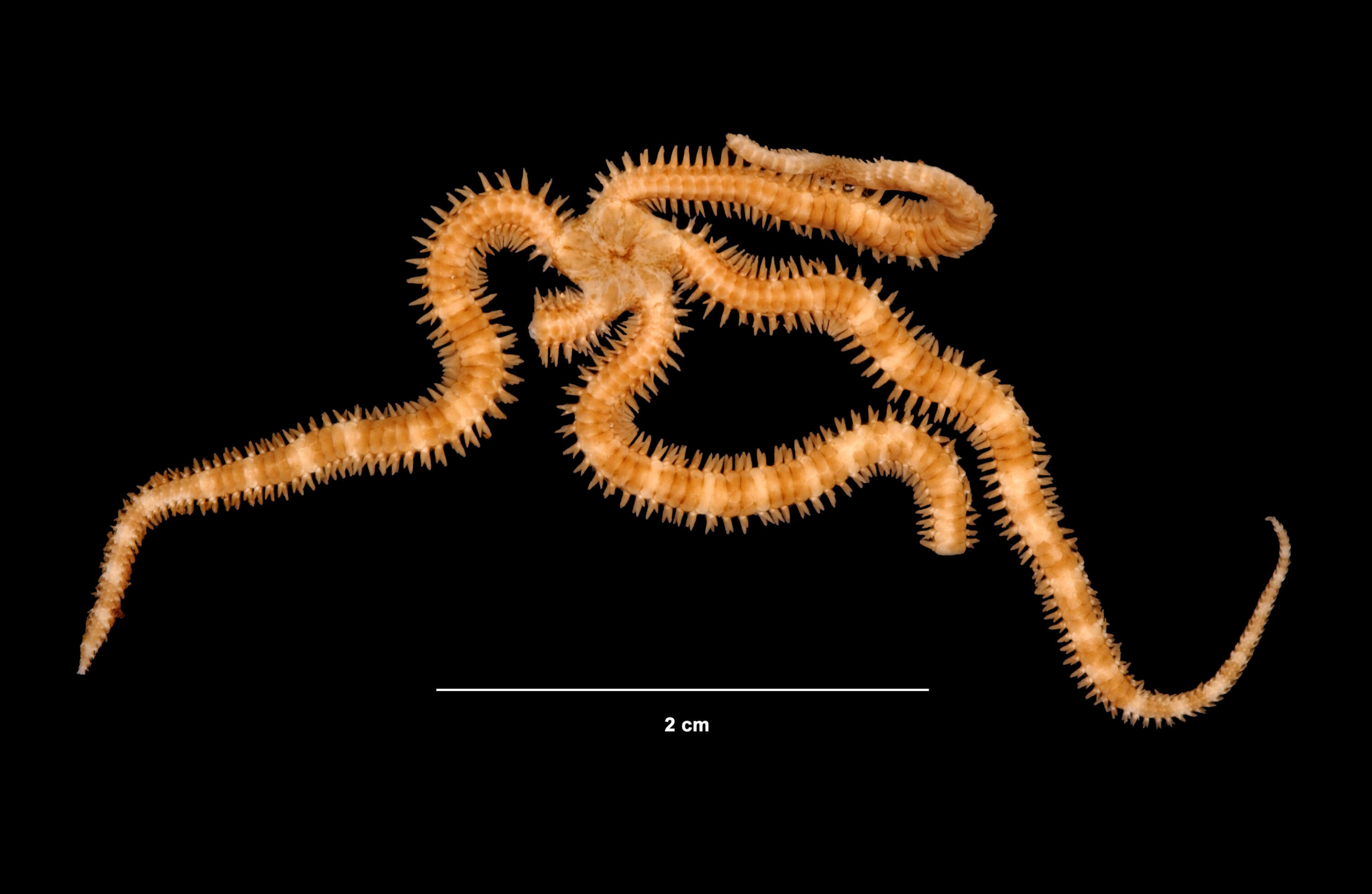 Image of Ophiactis muelleri Lütken 1856