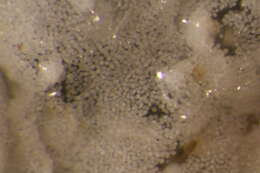 Image of Didemnidae