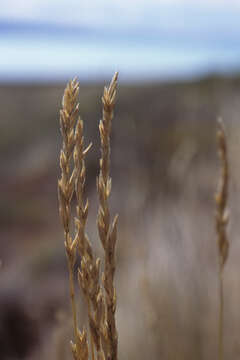 Image of Festuca argentina (Speg.) Parodi