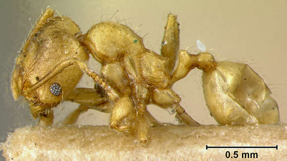 Pheidole chalca Wheeler 1914 resmi