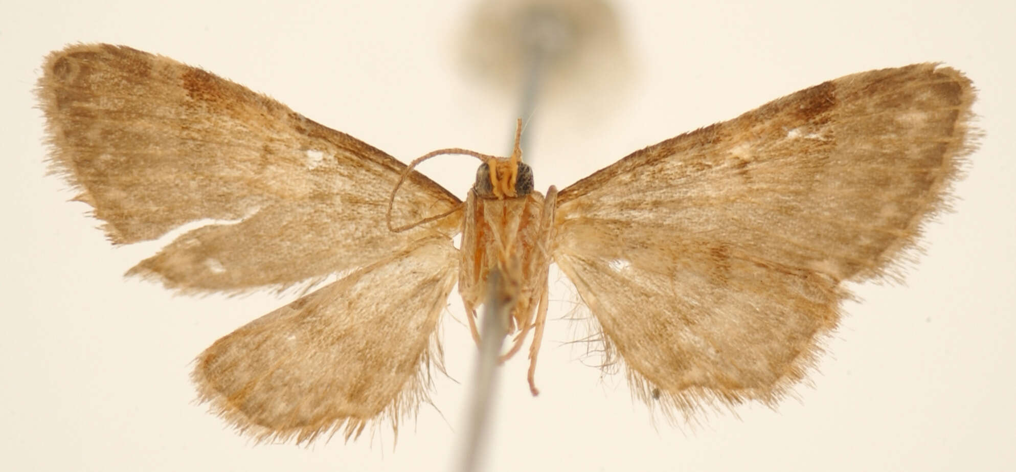 Image of Eupithecia rufa Schaus 1913