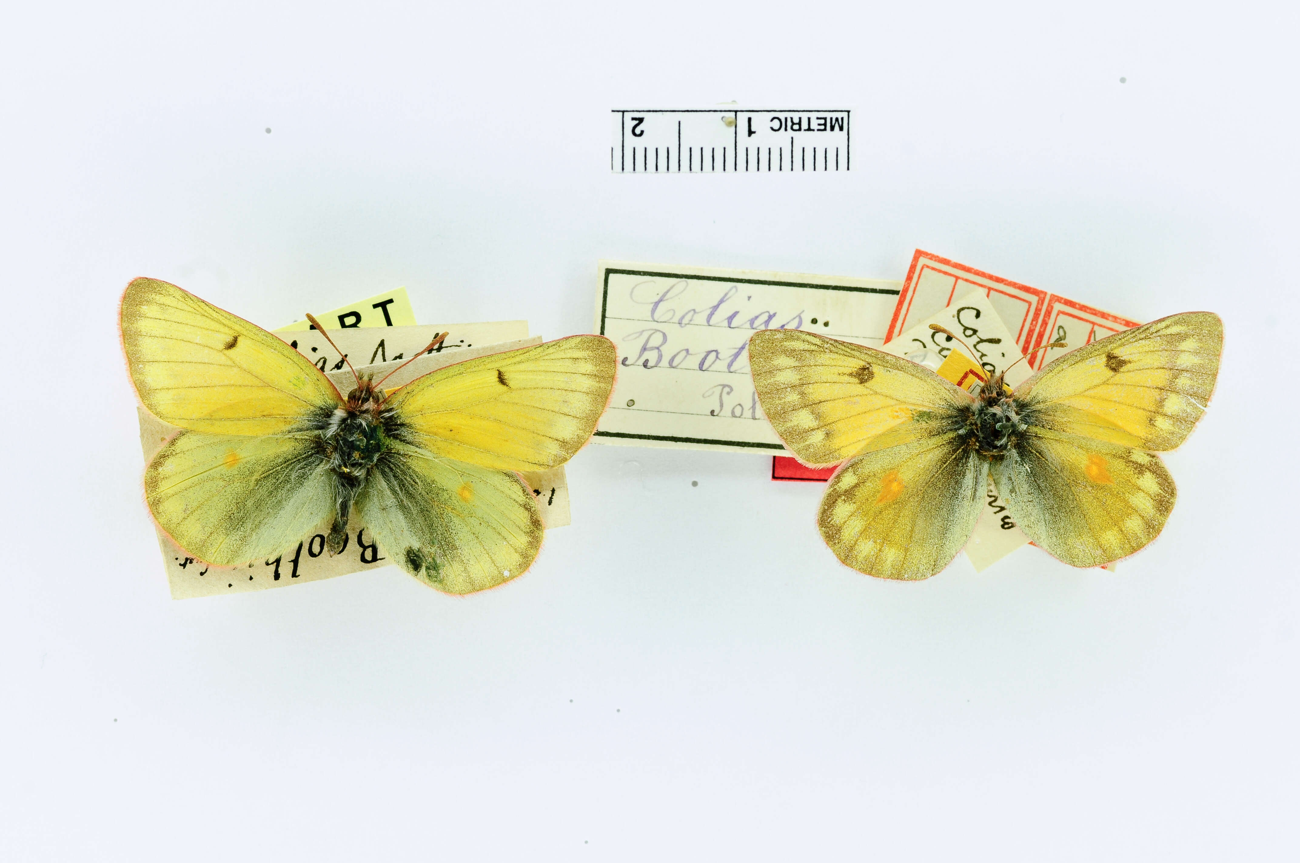 Image of Colias boothi Curtis 1835