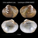 Image of Unio capillaris I. Lea 1834