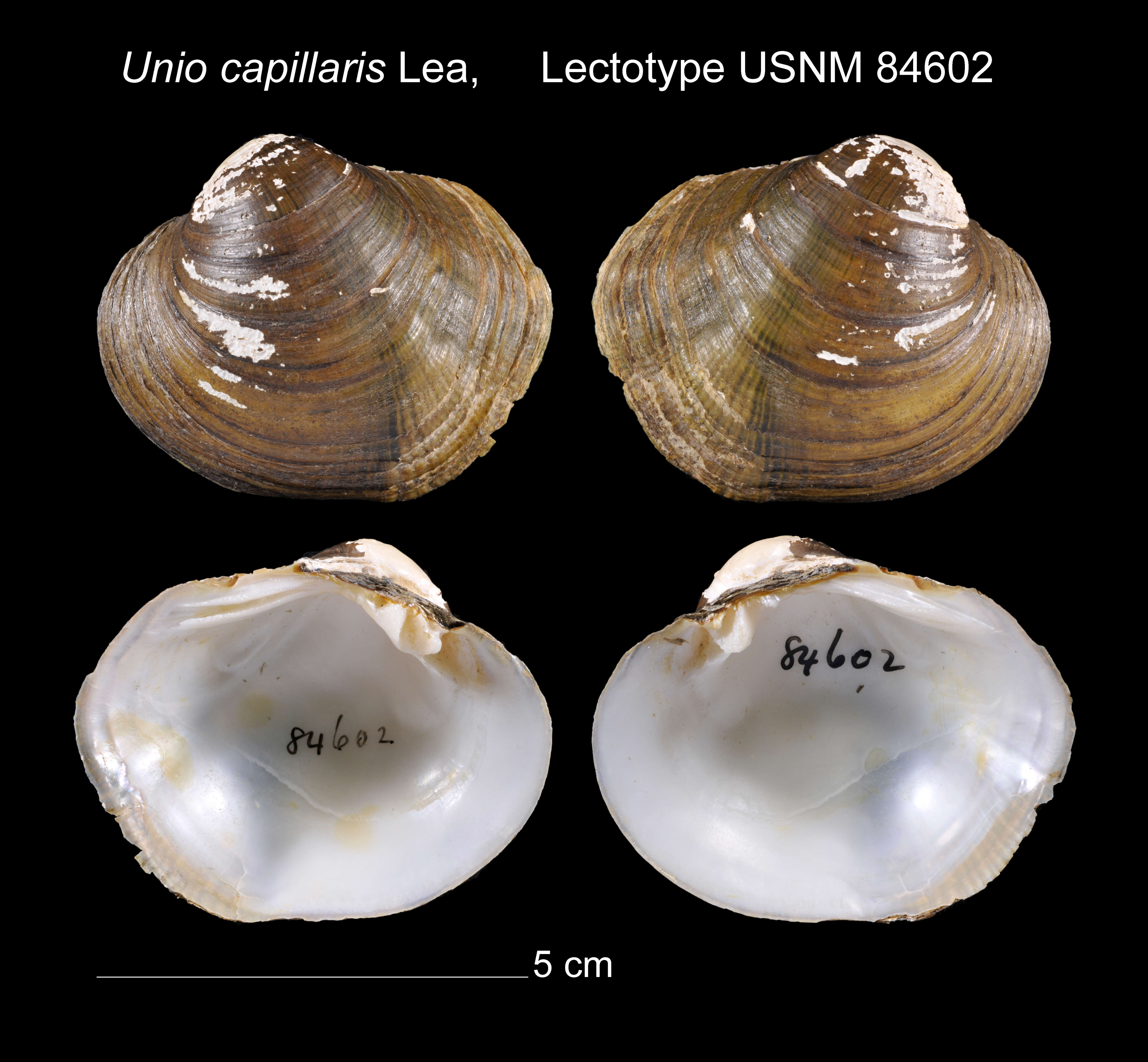 Image of Unio capillaris I. Lea 1834