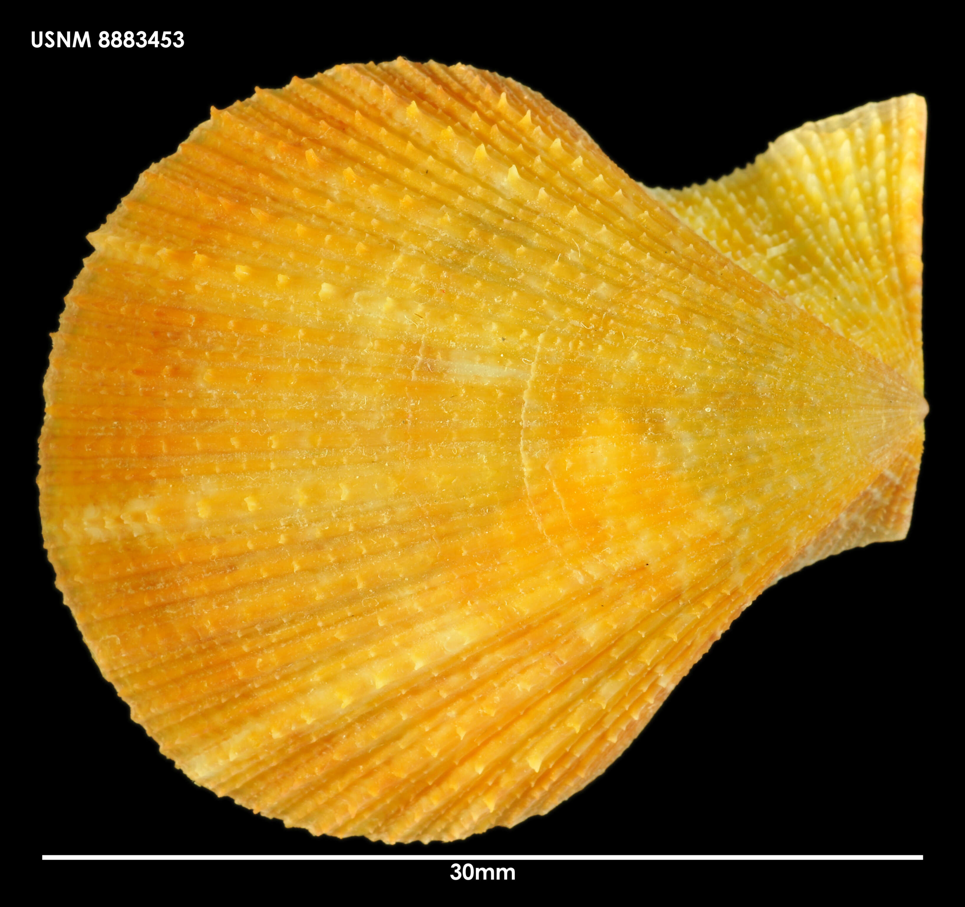Image of <i>Chlamys zelandiae</i>