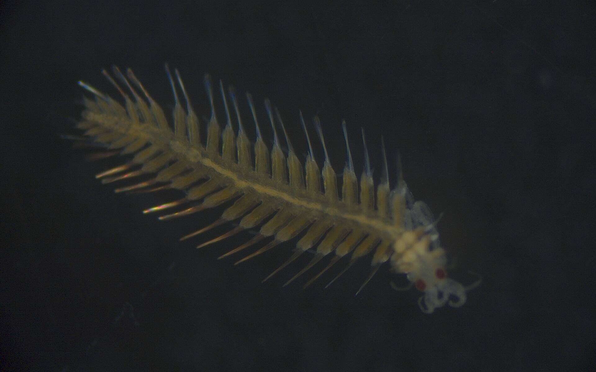 Image of Phyllodocida