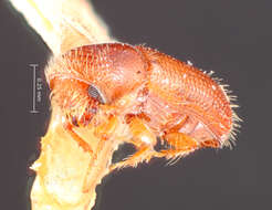 Image of Pityophthorus antillicus Bright 1981