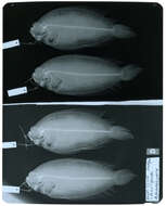 Poecilopsetta inermis (Breder 1927) resmi