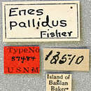 Image of Enes (Sibuyenes) pallidus Fisher 1925