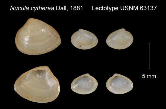Image of Nucula cytherea Dall 1881