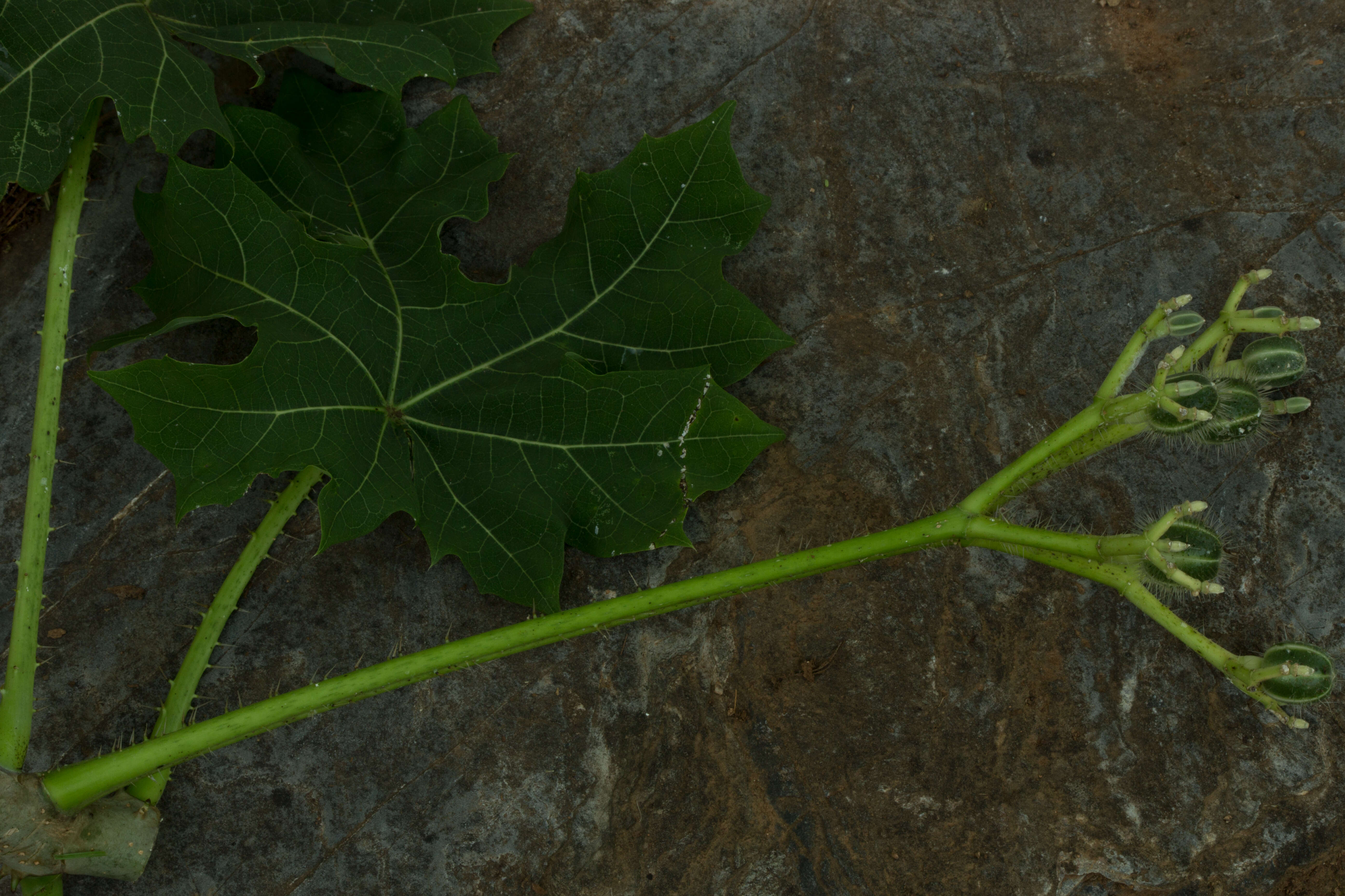 Image of Cnidoscolus tubulosus (Müll. Arg.) I. M. Johnst.