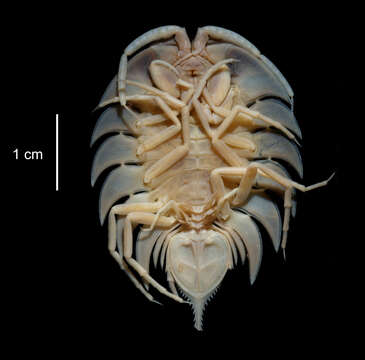 Sivun Ceratoserolis meridionalis (Vanhöffen 1914) kuva