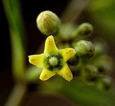 Image of Marsdenia clausa R. Br.