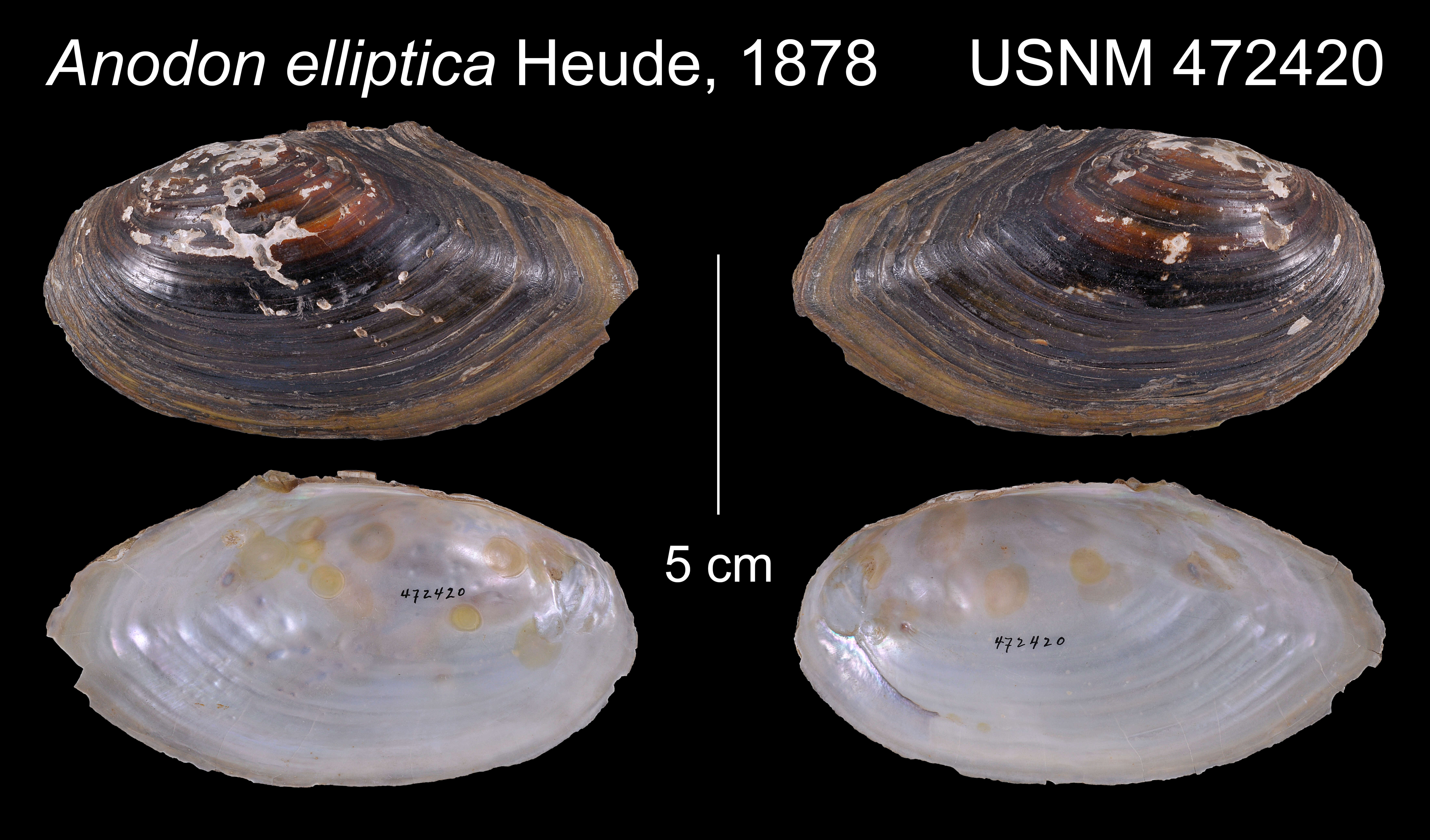 Image of Sinanodonta Modell 1945