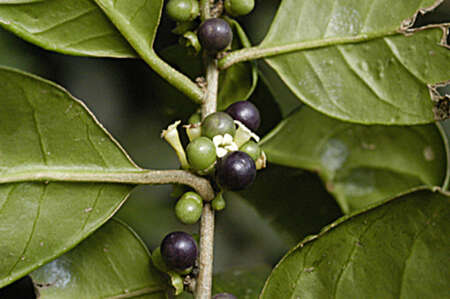 صورة Cestrum macrophyllum Vent.