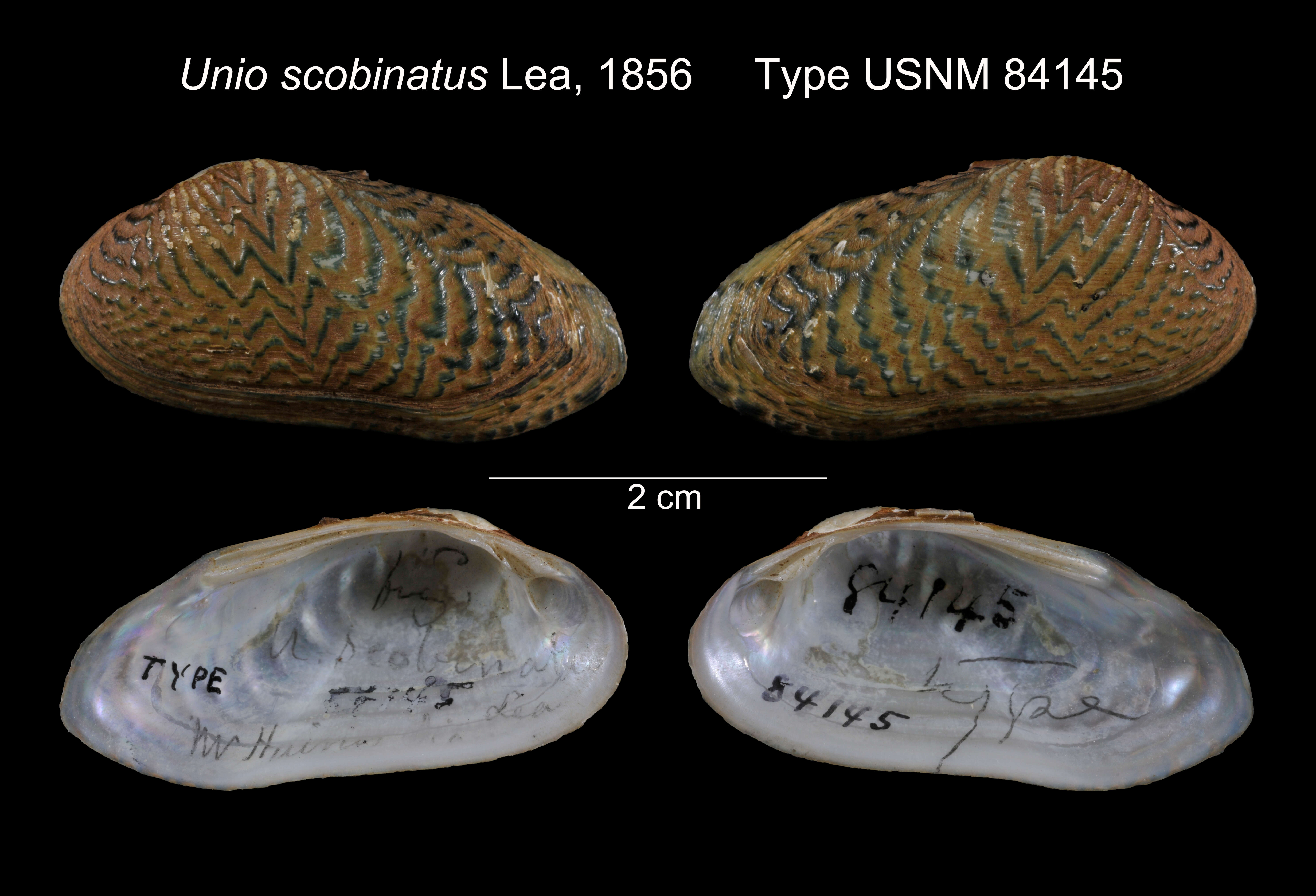 Image of Unio scobinatus I. Lea 1856