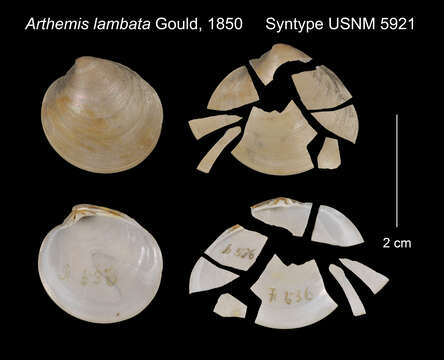 Image de Dosinia lambata (Gould 1850)