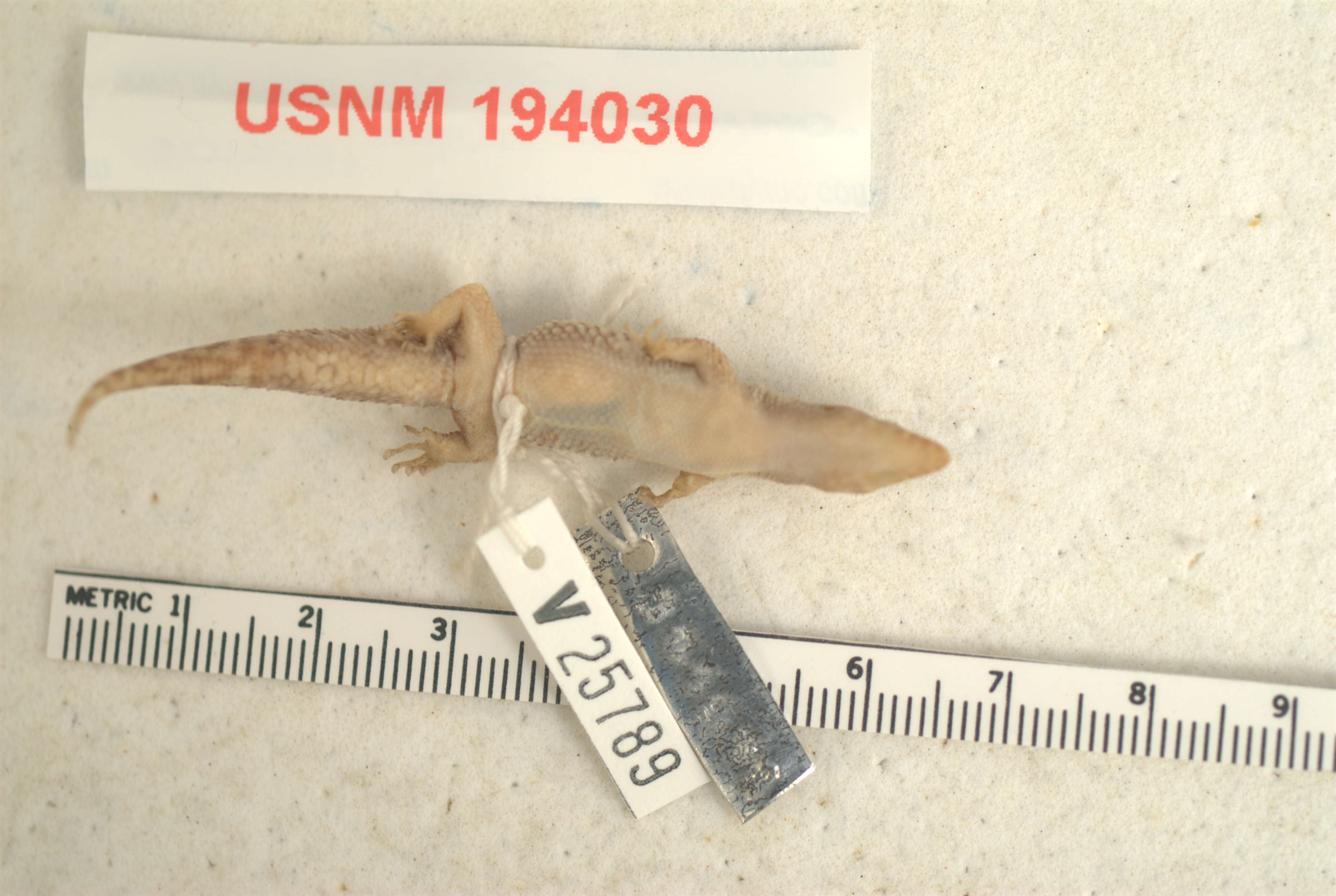 Sphaerodactylus copei pelates Schwartz 1975的圖片