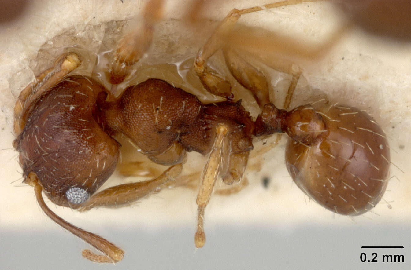 Pheidole pilifera coloradensis Emery 1895的圖片