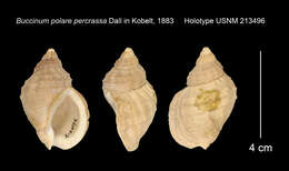 Image of Polar whelk