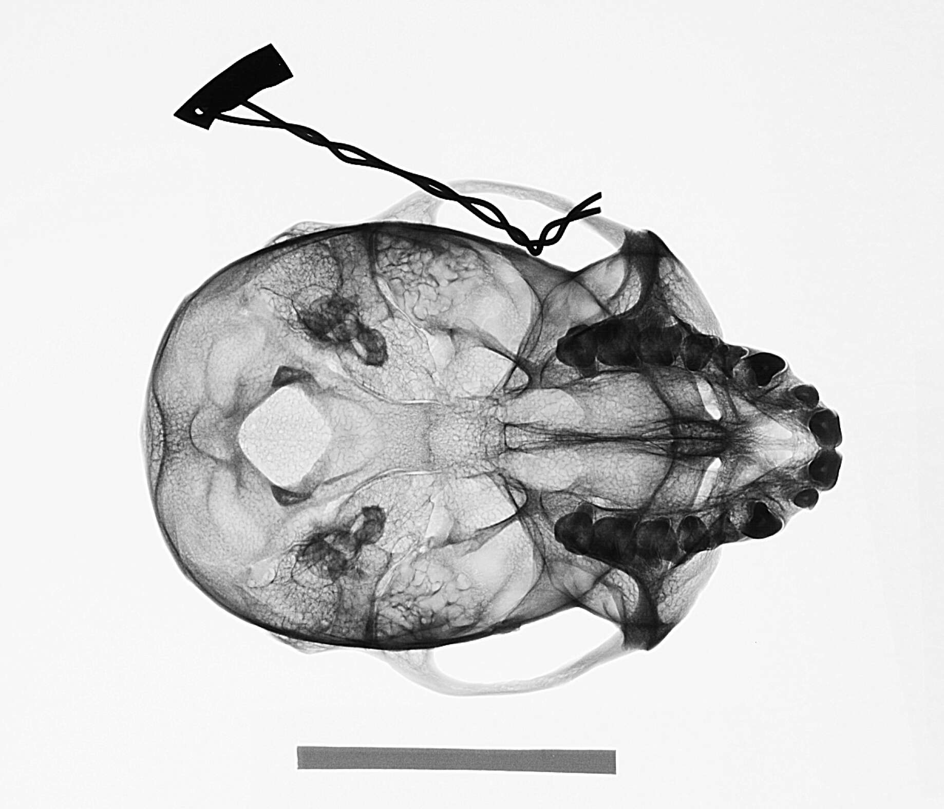 Image of Cercopithecus mitis kolbi Neumann 1902