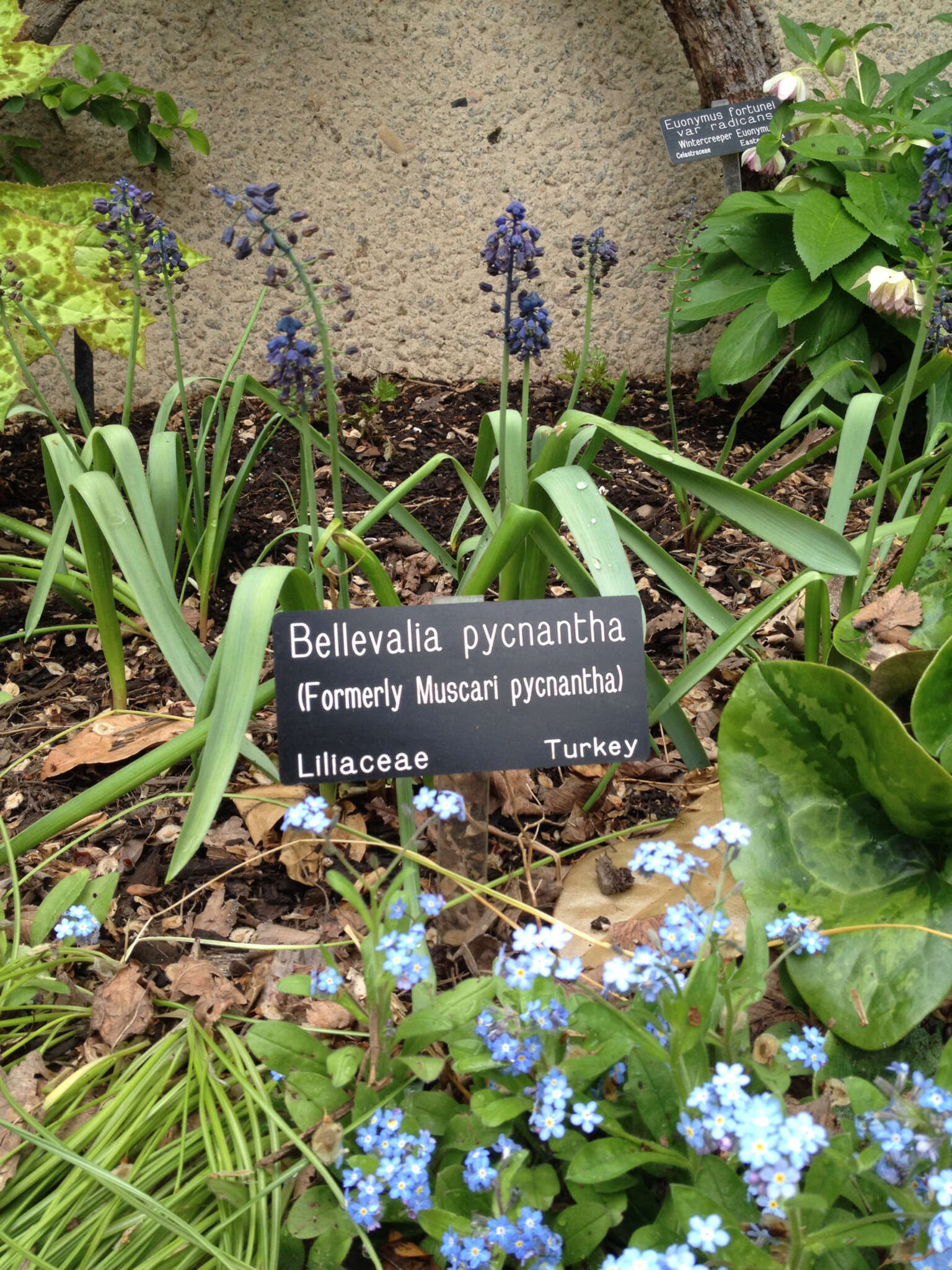 Image of Bellevalia paradoxa (Fisch. & C. A. Mey.) Boiss.