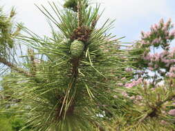 Image of Japanese Black Pine