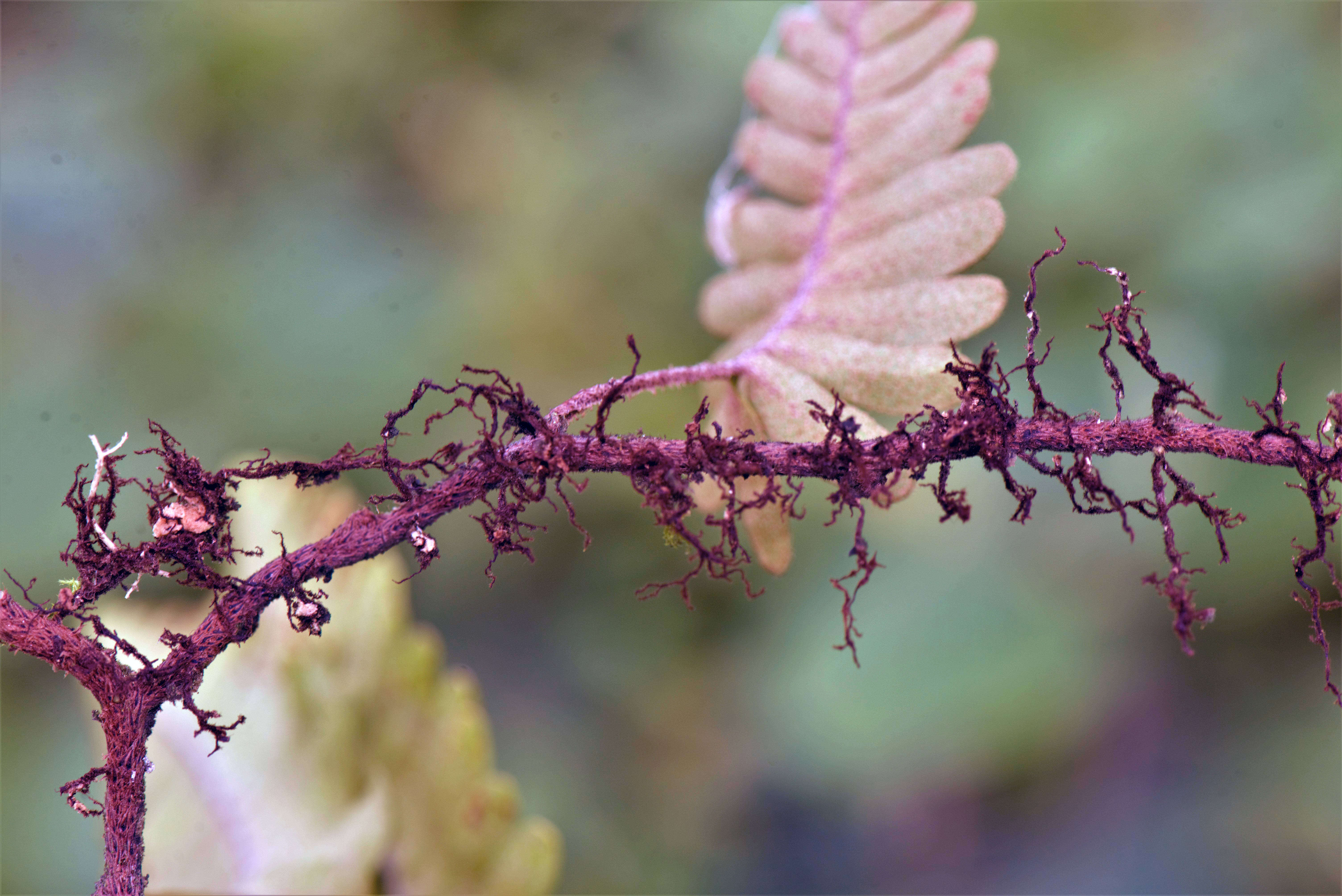 Polypodium L.的圖片