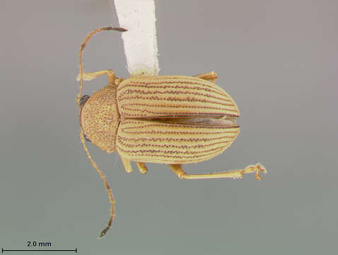 صورة Colaspis brunnea (Fabricius 1798)