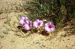 Image of bush morning-glory