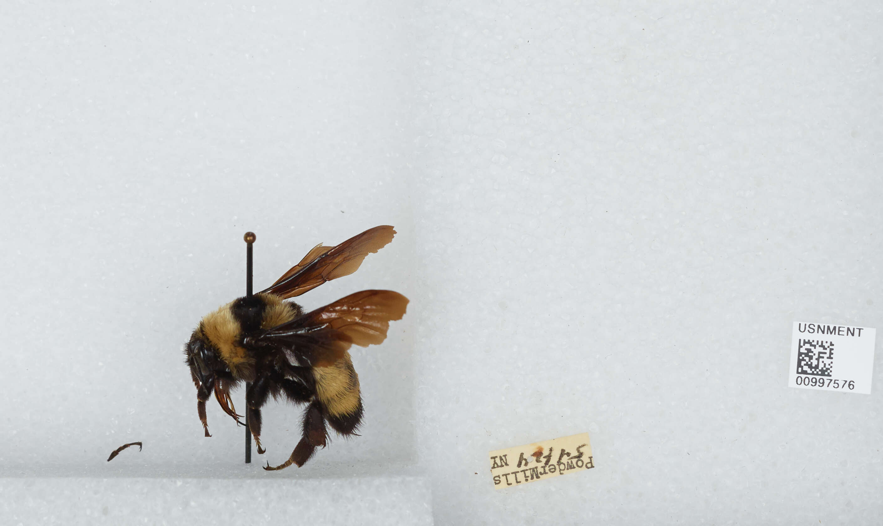 Bombus auricomus (Robertson 1903) resmi