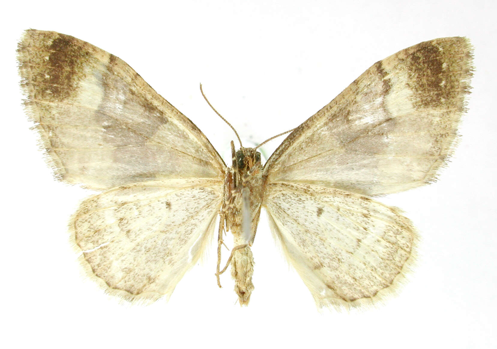 Image of Cidaria adexitata Schaus 1901