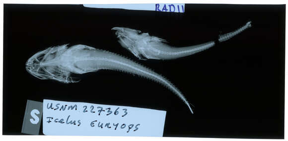 Image of Icelus euryops Bean 1890