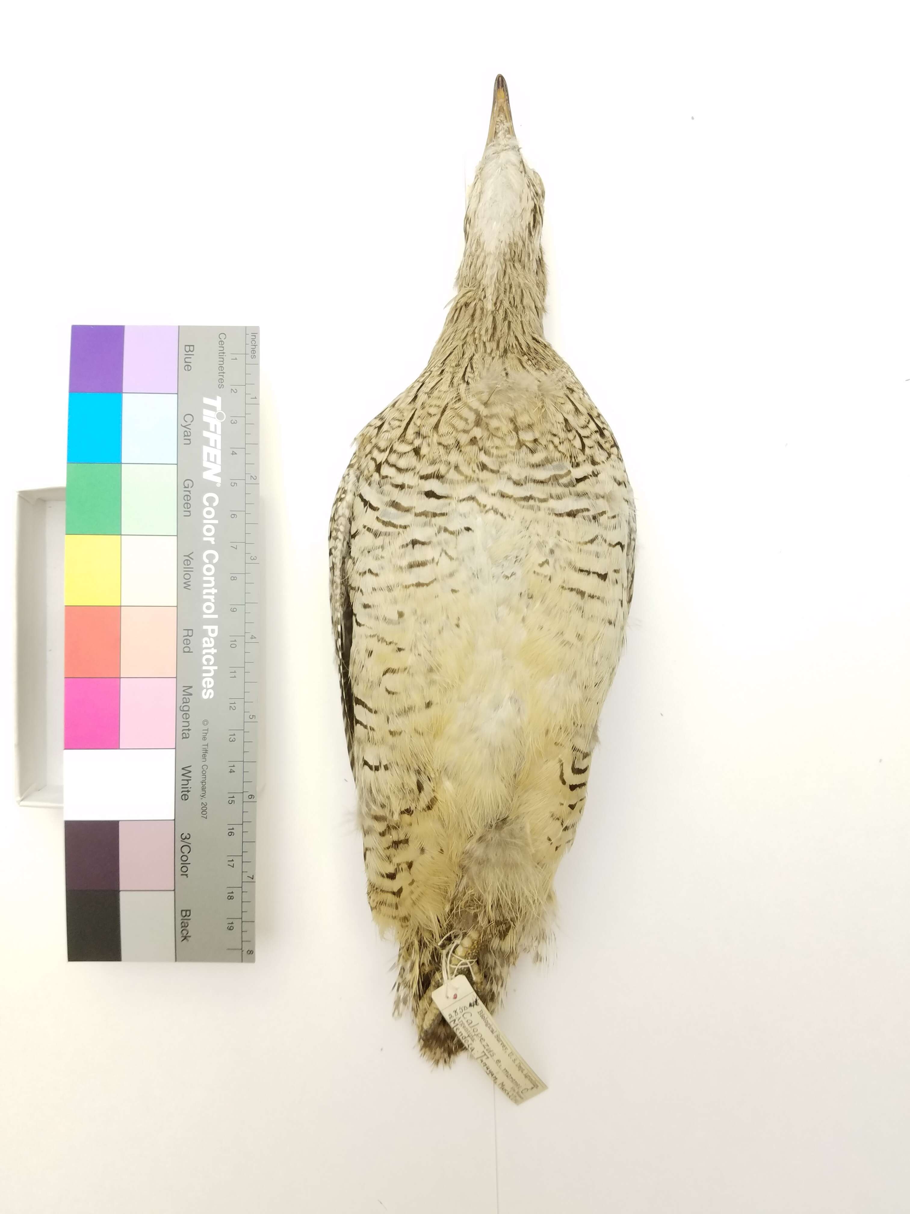 Image of Eudromia Geoffroy Saint-Hilaire & I 1832