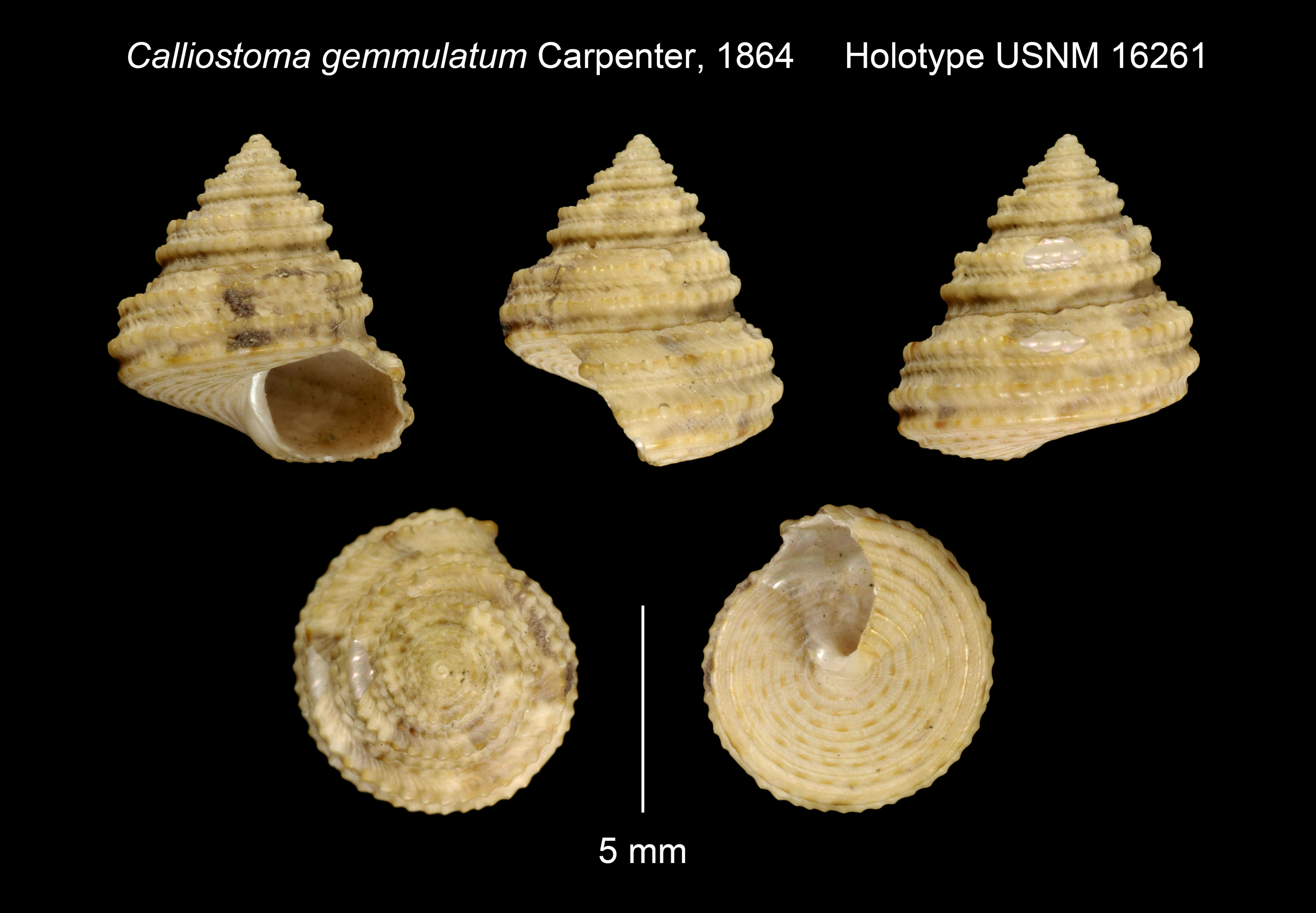 Image de Calliostoma gemmulatum Carpenter 1864