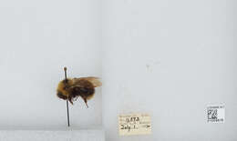 Image de Bombus insularis (Smith 1861)