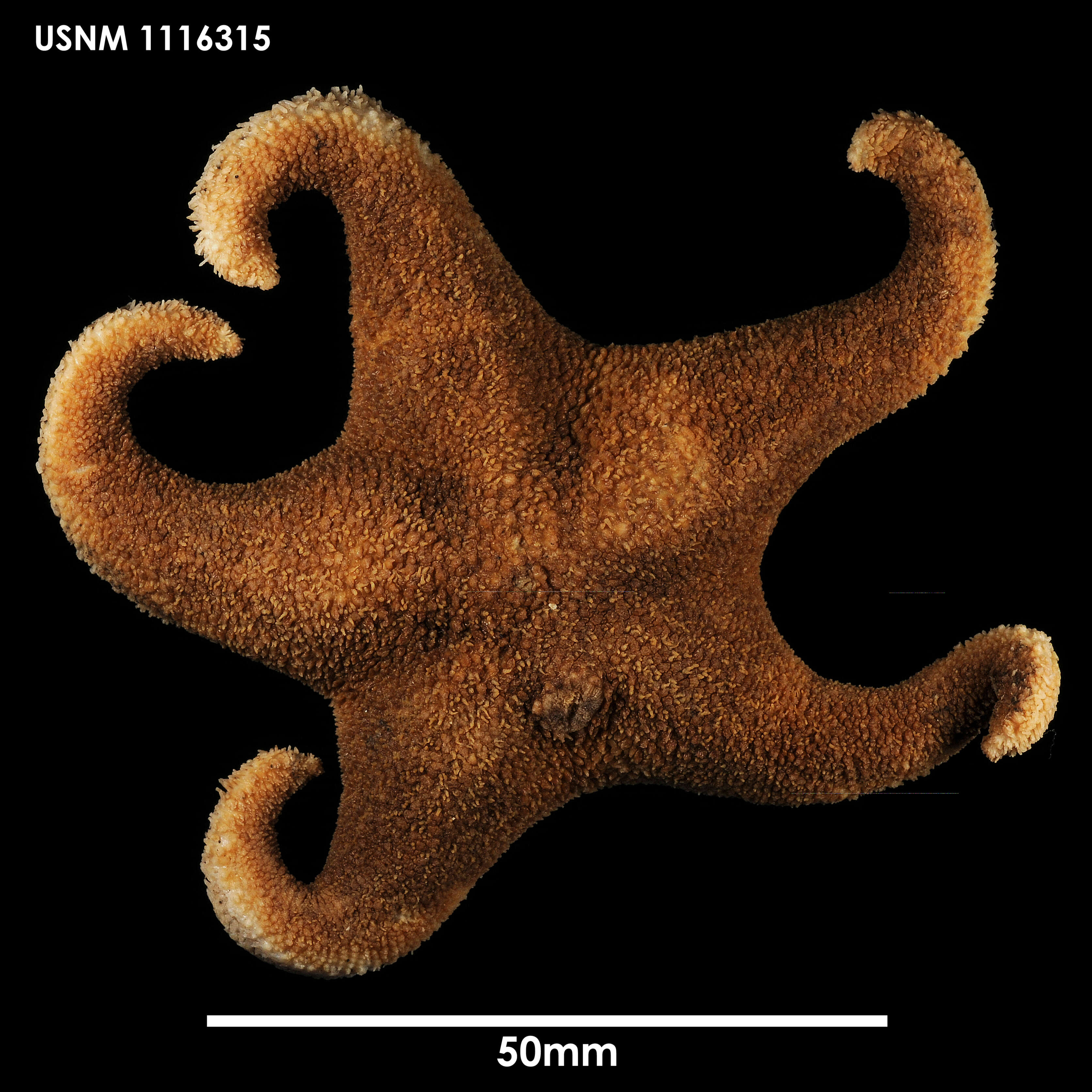 Image of <i>Perknaster densus</i>