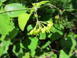 Image de Smilax rotundifolia L.