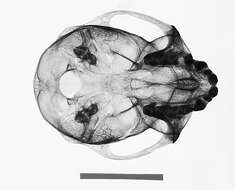 Image of Cercopithecus mitis kolbi Neumann 1902