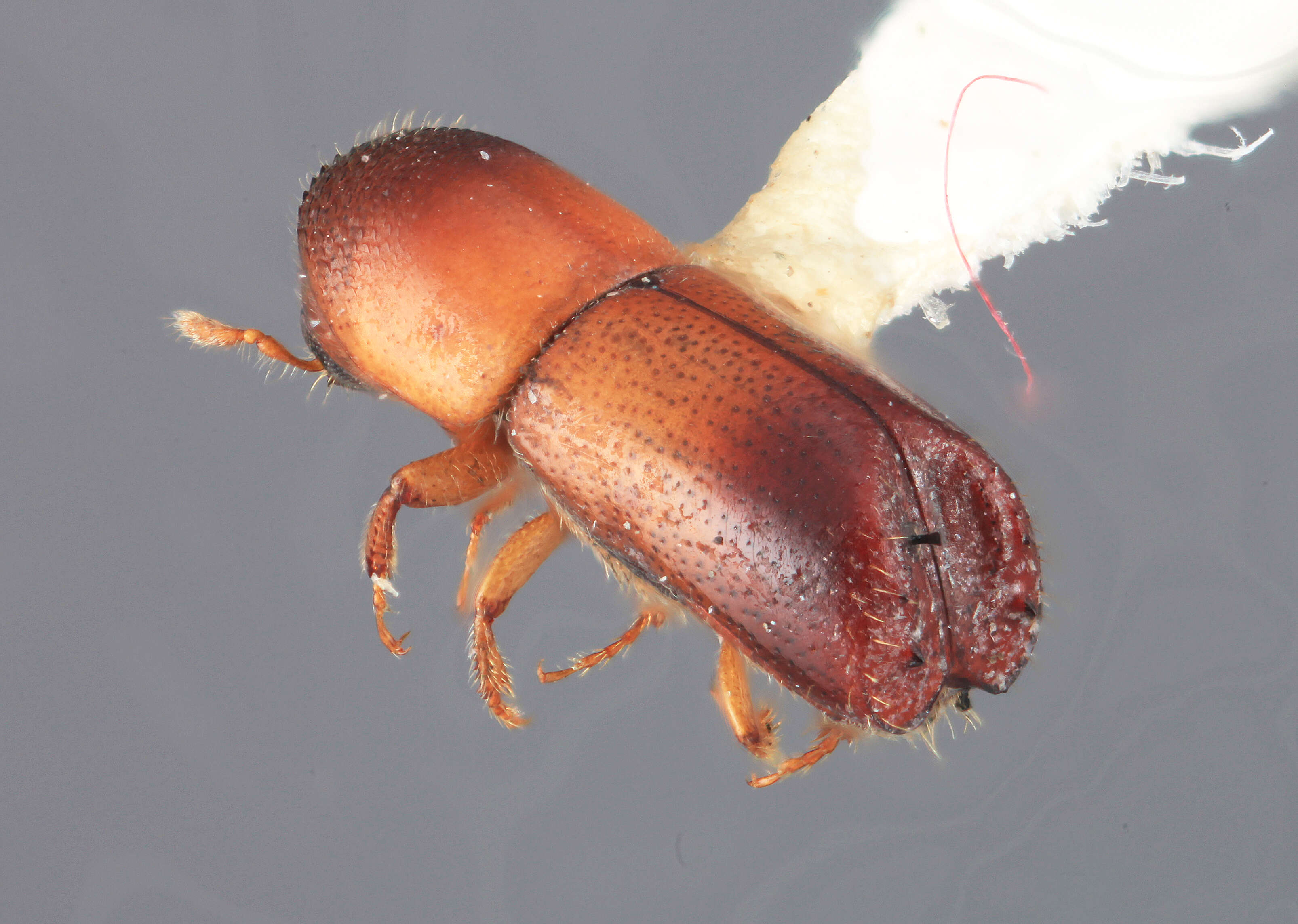 Image of Monarthrum subgranulatum Wood 1974