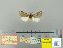 Image of Litodonta contrasta Barnes & McDunnough 1910