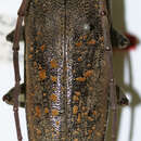 Image of Batocera aeneonigra Thomson 1859