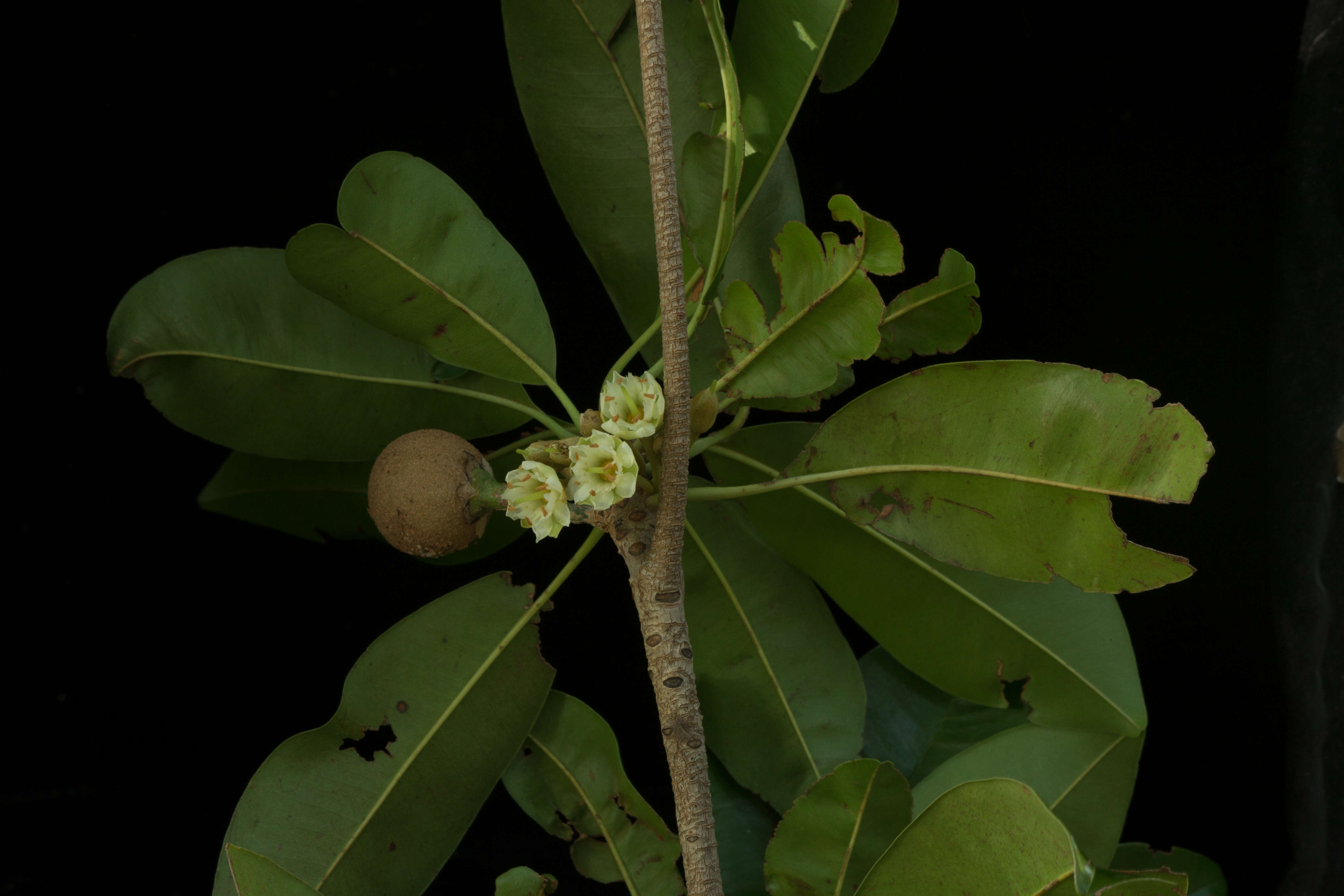 Imagem de Manilkara zapota (L.) P. Royen