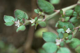 Image of desert horsepurslane